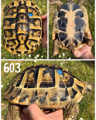 Femmina riproduttiva Testudo hermanni boettgeri