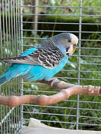 Cocorite