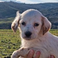 Cuccioli setter inglese