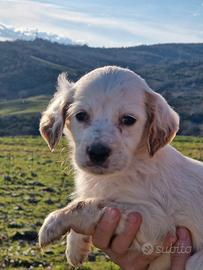 Cuccioli setter inglese
