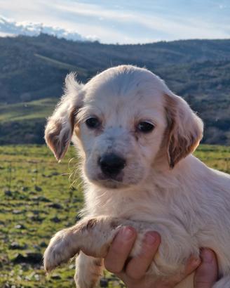 Cuccioli setter inglese