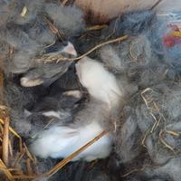 Conigli nani testa di leone