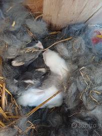 Conigli nani testa di leone