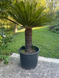 Pianta cycas