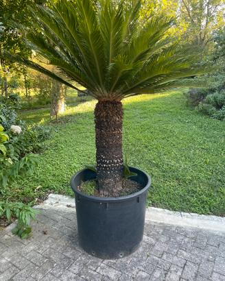 Pianta cycas