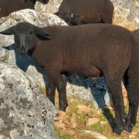 Agnelli Arr Jura