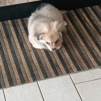 Cucciolo volpino- chiawua