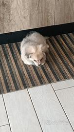 Cucciolo volpino- chiawua