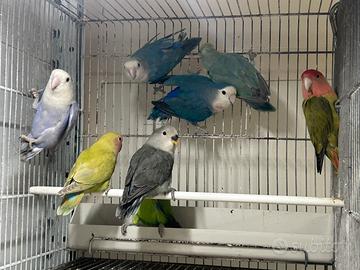 Inseparabili