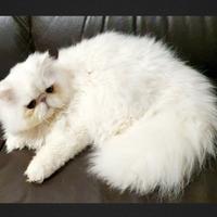 Dolcissimo gatto persiano ipertipico