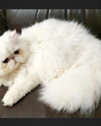 Dolcissimo gatto persiano ipertipico
