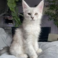 Wendy cucciola shaded