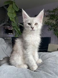 Wendy cucciola shaded