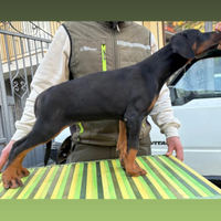 Dobermann Puppy