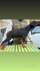 Dobermann Puppy