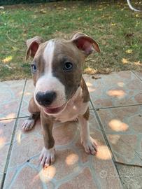Amstaff