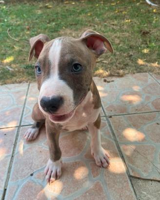 Amstaff