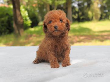 Cucciola di Barboncino