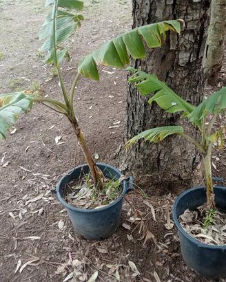 banani