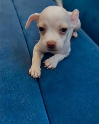 Cucciola Toy