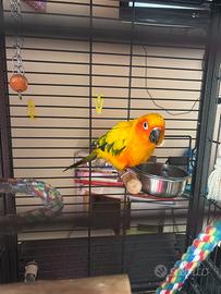 Pappagallo Coruro del sole