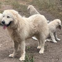 Pastore maremmano abruzzese