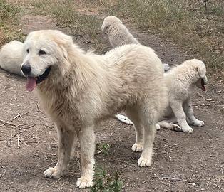 Pastore maremmano abruzzese