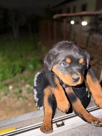 Cucciola Rottweiler