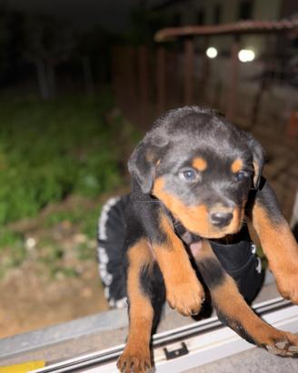 Cucciola Rottweiler