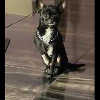 Che chihuahua mini Toy con pedigree