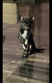 Che chihuahua mini Toy con pedigree