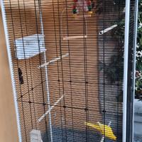 Voliera con Kakariki