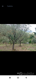 Oliveto comune di Isernia