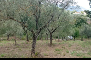 Oliveto comune di Isernia