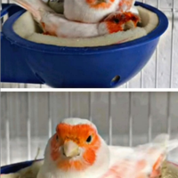 I canarini di RIVA DEL PO