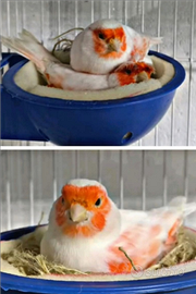 I canarini di RIVA DEL PO