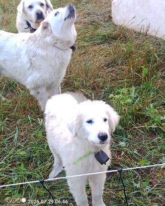 Cucciolo pastore pirenei