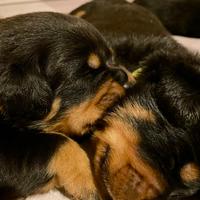 Cuccioli Rottweiler