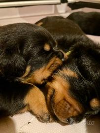 Cuccioli Rottweiler