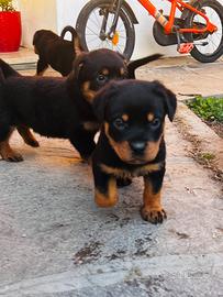 Cuccioli Rottweiler
