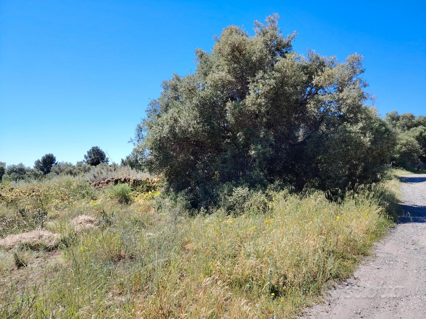 Terreno agricolo - Altro