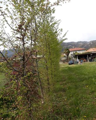 Alberi di carpino di 10/15 anni