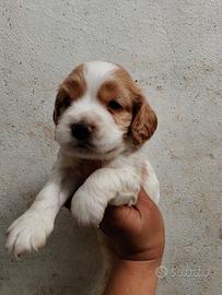 Cocker