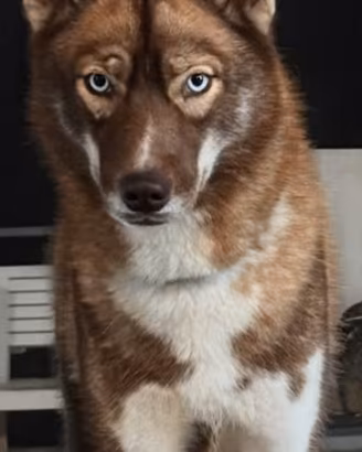 Husky cuccioli