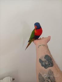 Lory allevato a mano