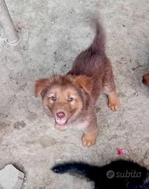 Ultimo cucciolo