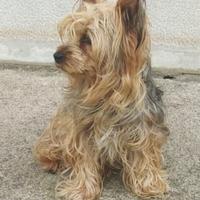 Yorkshire maschio 6 anni x monta gratis