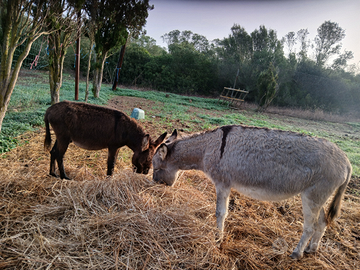 Permuto coppia asini
