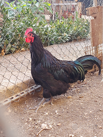 Gallo