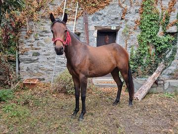Cavallina Pony